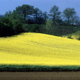 [:en] tuscany landscape[:it]paesaggio toscano[:]